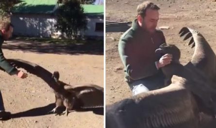 Rescued condor returns to thank man who saved its life