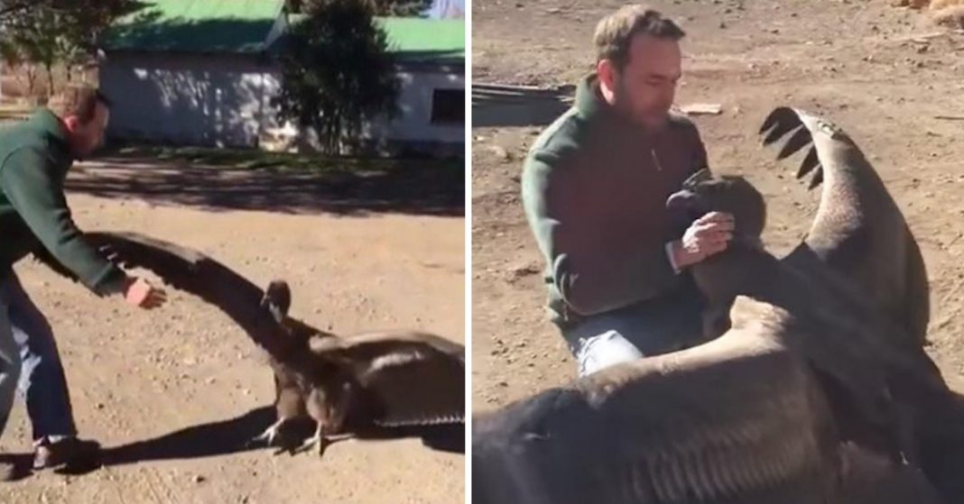 Rescued condor returns to thank man who saved its life