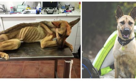 Saved Dog That Was In The Bones Transforms Remarkably