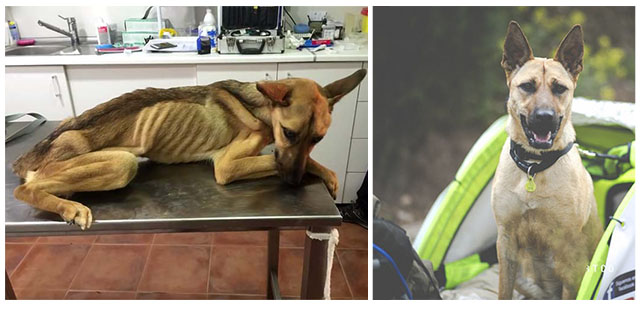 Saved Dog That Was In The Bones Transforms Remarkably
