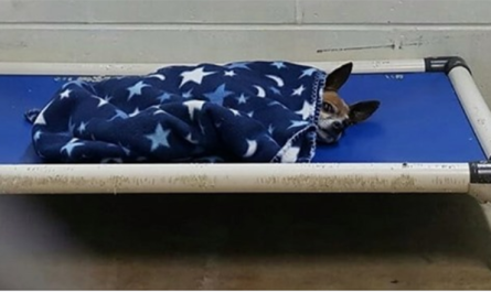 Senior Sanctuary Dog Tucked Himself In Every Evening Waiting For A Family
