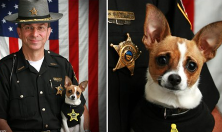 Sheriff And His Longtime K9 Partner Pass Away Within Hours Of Each Other - Rest In Peace