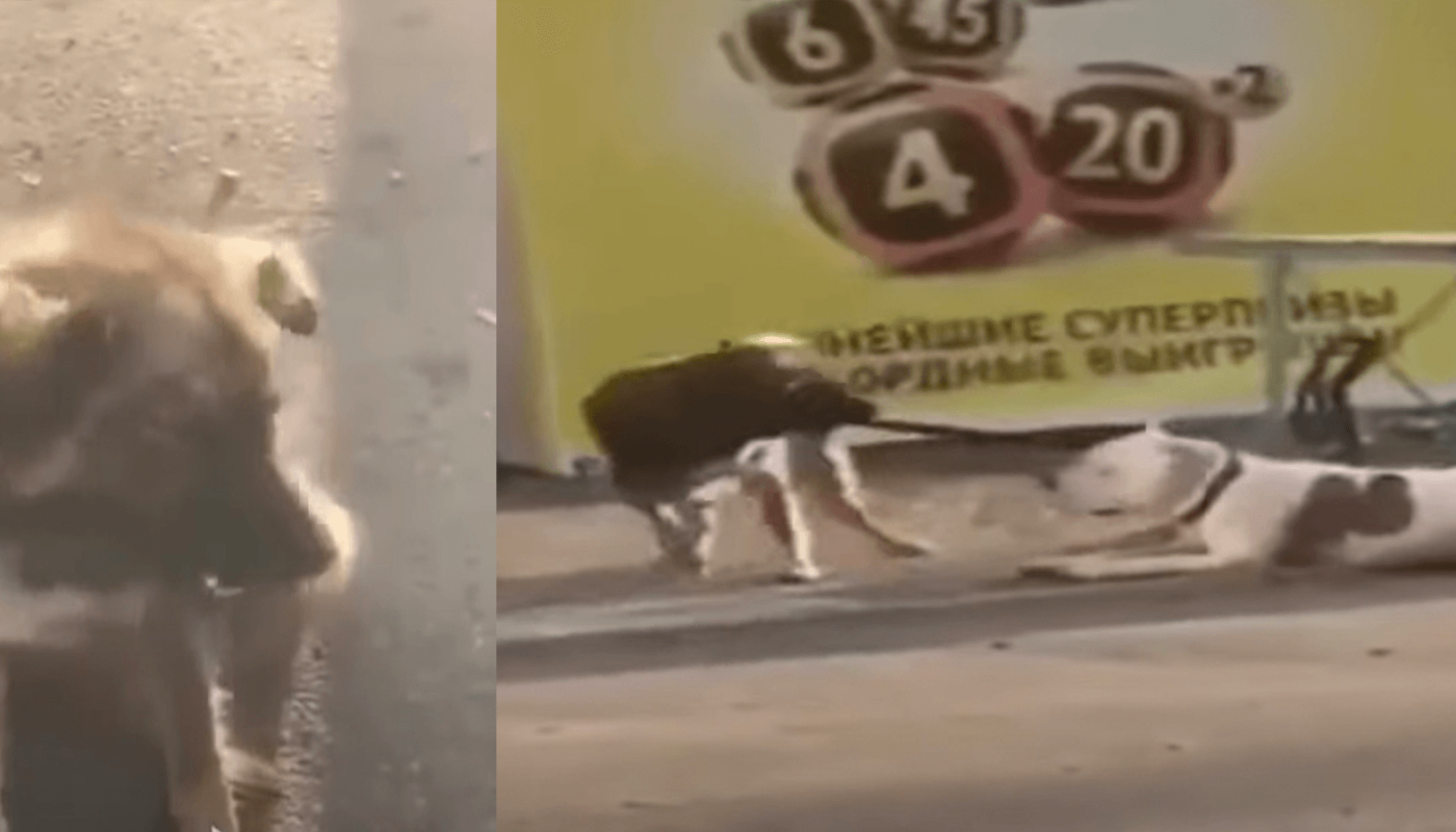 Stray Dog Spots A Dog Tied To A Fence And try To Set Him Free
