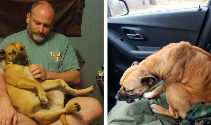 Stray Dog Was So Desperate She Jumped Into The First Car She Saw, And She Couldn’t Have Chosen A Better Person