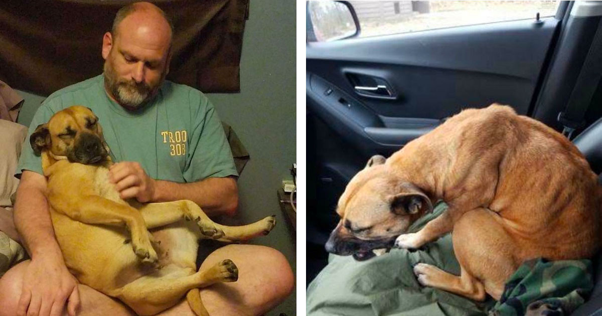 Stray Dog Was So Desperate She Jumped Into The First Car She Saw, And She Couldn't Have Chosen A Better Person