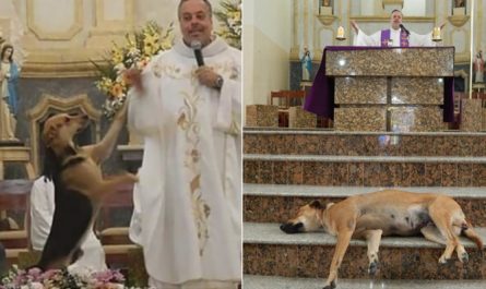 As we encountered difficulties in life, we would go pray and ask God for assistance. Our prayers are answered similarly these dogs' prayers are answered.
