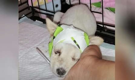 Stray Puppy With Broken-Skull Surprises Veterinarians When Gets Up Ready A New Life