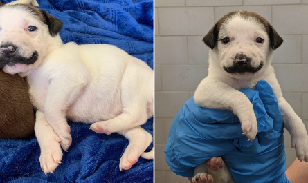 The Cutest Handlebar Mustache Was Born On This Pup Shelter