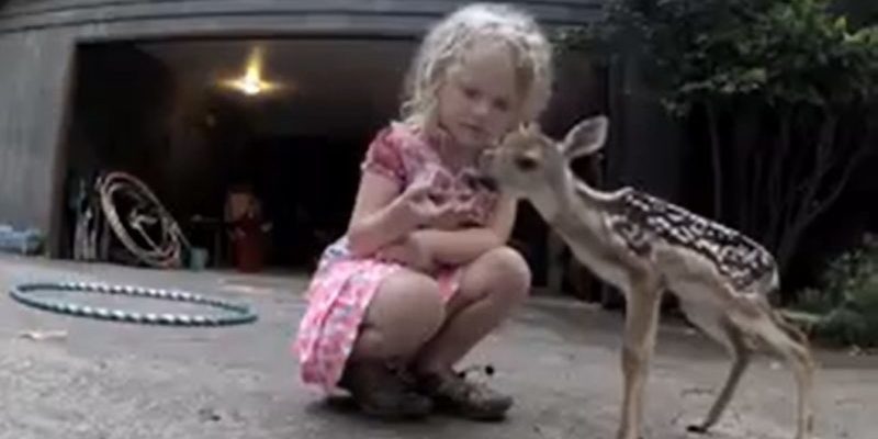 The little deer approached the baby and begged for help. The child did not leave the animal