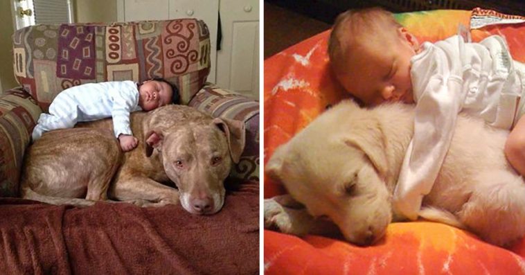 These 14 Heartwarming Photos Will Program That Dogs Are Required in Children’s Life