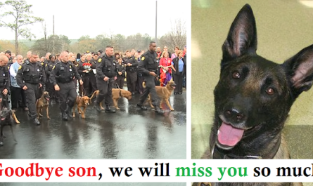 These officers, after losing the devoted K6 officer dog that was killed during a case, gathered to say him goodbye
