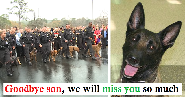 These officers, after losing the devoted K6 officer dog that was killed during a case, gathered to say him goodbye