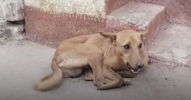 They Showed up To Help A Stray Dog And Saw His Mouth Hanging Wide Open