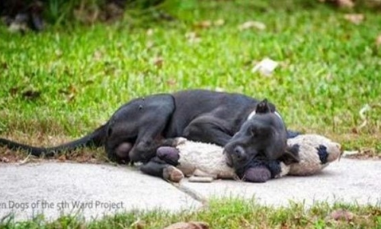 This Stray Dog Is Sleeping With A Packed Animal And Nobody Cares