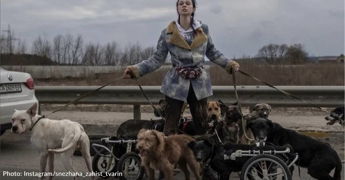 Ukrainian lady, leads disabled and senior dogs to safety