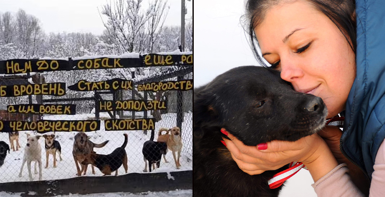 Ukrainian refugee turns around, returns to save dogs