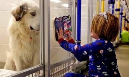'Undesirable' Dog Was Going To Be Put Down, So Girl Began Reading Him Stories