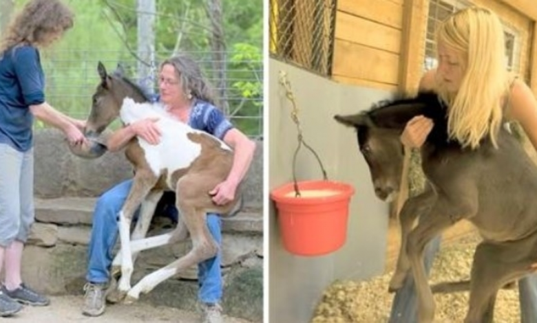 Unwanted Horses Left To Die In Ruthless Breeding World, A Kind Woman Rescues Them