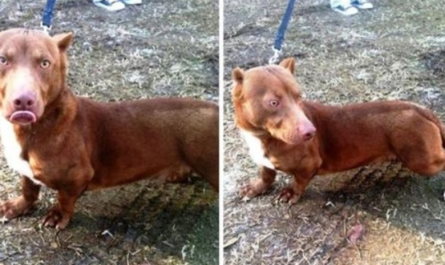 Weird "Pit Bull-Dachshund" Puppy Wanders Into Guy's Garden & Begs For Help