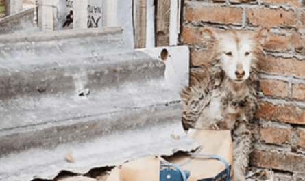 While The Other Dogs Played, Neglected Husky Sat Frozen With Fear In A Corner