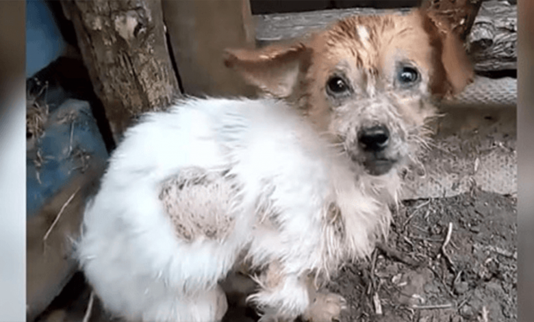 With Steps Of Pain, Dog Approaches Rescuers Hope To Run Away From His Miserable Life!