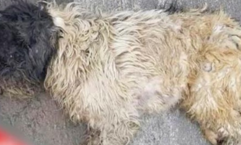 Woman Steps Over "Dead Dog" On Way To Work, Regretfully Looks Back & He Moved