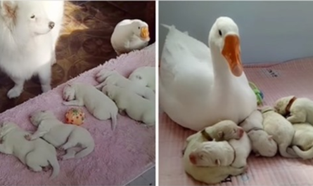 Wonderful Goose Becomes The Proud Nanny Of Her Bestie's Puppies