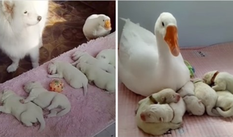 Wonderful Goose Becomes The Proud Nanny Of Her Bestie's Puppies