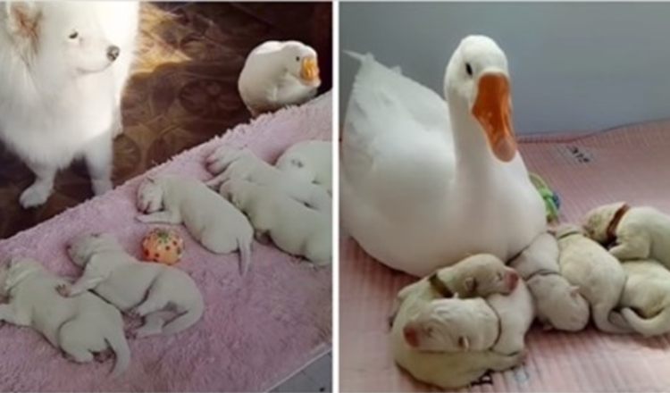 Wonderful Goose Becomes The Proud Nanny Of Her Bestie’s Puppies