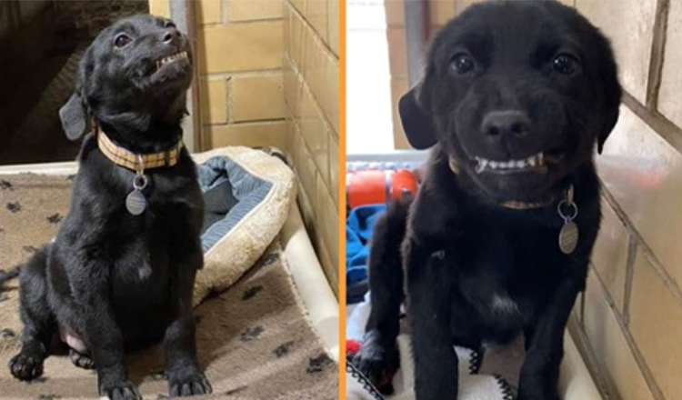 Puppy searching for home sits in shelter smiling at everyone walking by