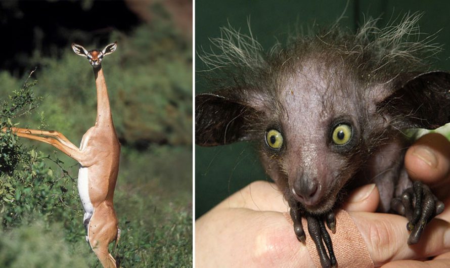 22 Weird Animals You Probably Didn’t Know Exist