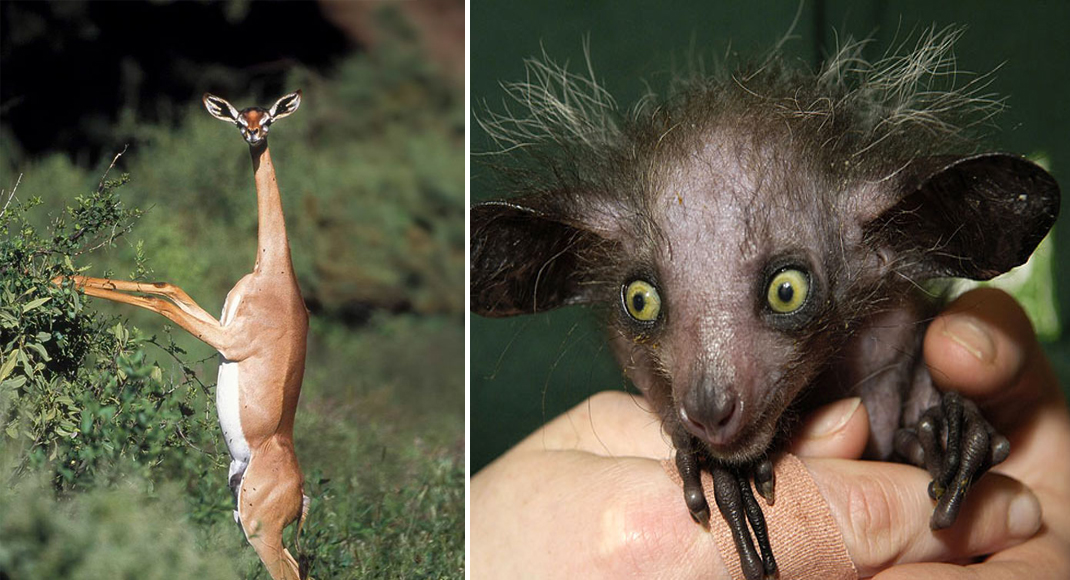 22 Weird Animals You Probably Didn't Know Exist