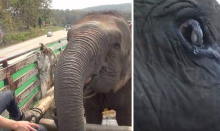 73 years elephant cries after being rescue from 50 years of captivity