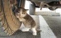 A Guy located a frightened Kitten under a truck and just couldn’t say no to her