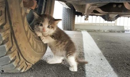A Guy located a frightened Kitten under a truck and just couldn't say no to her