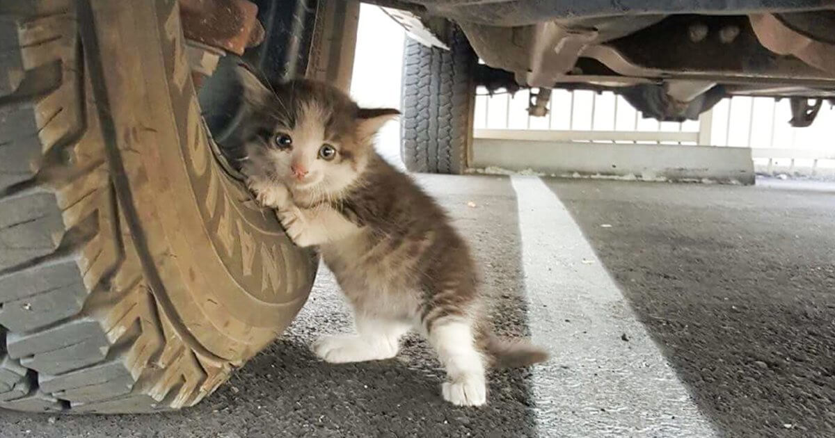 A Guy located a frightened Kitten under a truck and just couldn't say no to her