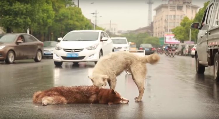 A Loyal Dog Is Recorded Fighting With All His Might To Resurrect His Dog Friend