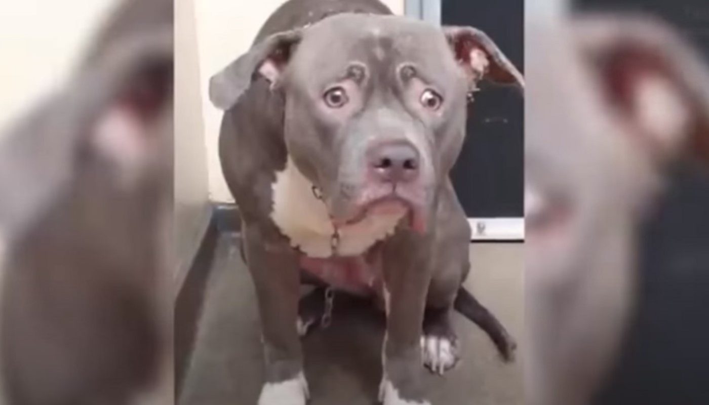 A Pitbull Cries Nonstop After Recognizing She Has Been Abandoned In A Sanctuary