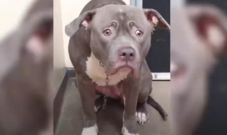 A Pitbull Cries Nonstop After Recognizing She Has Been Abandoned In A Sanctuary
