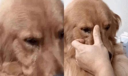 A golden retriever recognized his previous owner and can not stop crying after not seeing his owner for 5 years