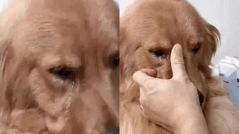 A golden retriever recognized his previous owner and can not stop crying after not seeing his owner for 5 years