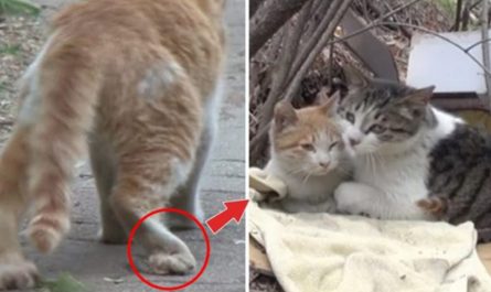A normal cat brings friendship goal to the following level when he takes care and feeds his disabled best friend
