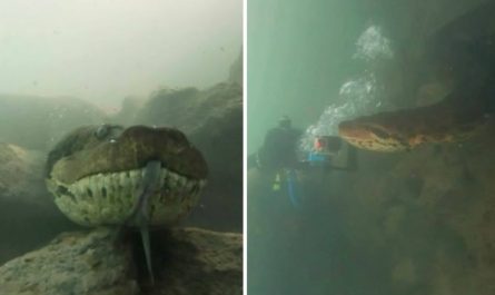 A scuba diver comes face to face with a seven meter long giant Anaconda