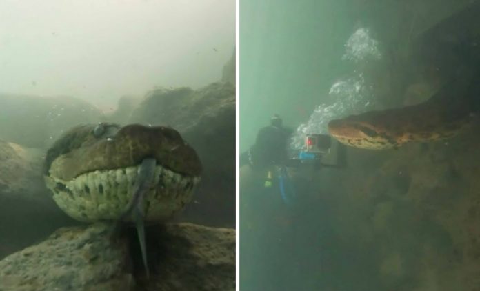 A scuba diver comes face to face with a 7 meter long giant Anaconda