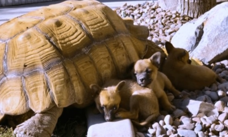Abandoned Puppies befriend a lonely huge Turtle