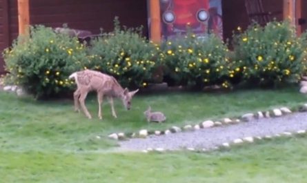 Adorable Baby Deer Caught On Cam Playing With A Bunny