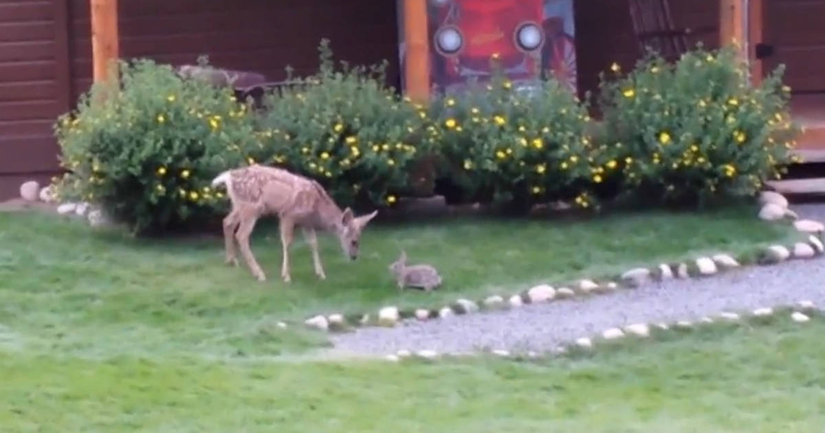 Adorable Baby Deer Caught On Cam Playing With A Bunny