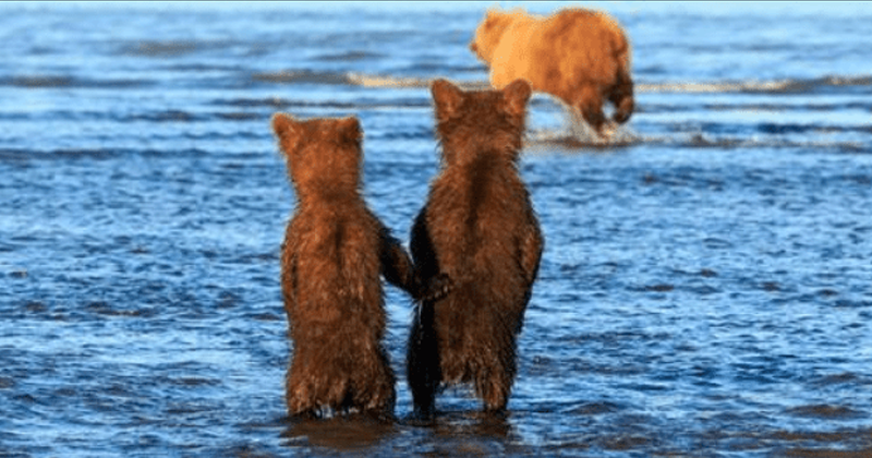 Adorable time Bear Cubs hold Hands as their Mom goes hunting for dinner