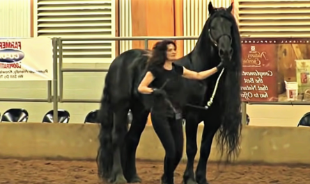 After Owner Releases Him, A Friesian Stallion Runs Around Showing His Majesty.