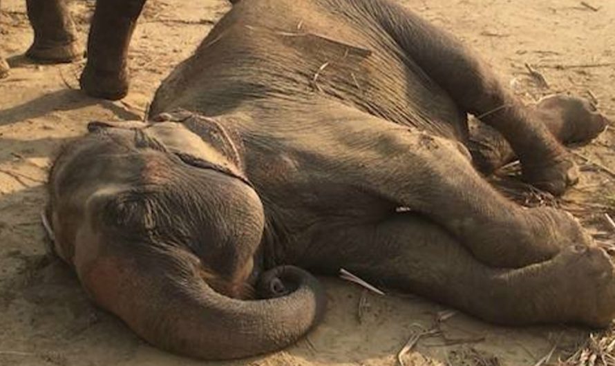 After fifty years in circus Elephant collapses with joy when learns she’s finally free …